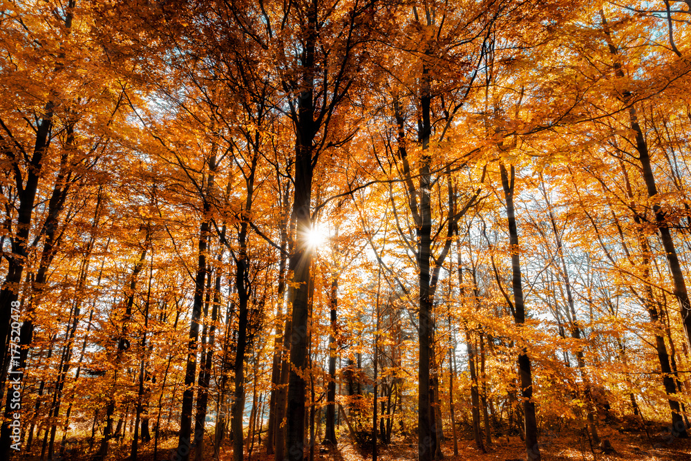 Fototapeta premium Gorgeous autumn landscape of a scenic forest with sunbeams