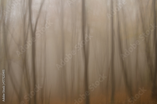 Obraz na płótnie Foggy forest. Blurred trees in fog. w salonie