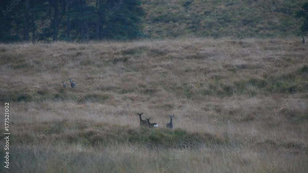 Deer in Wicklow Mountains - Ireland Deer in Wicklow Mountains - Ireland