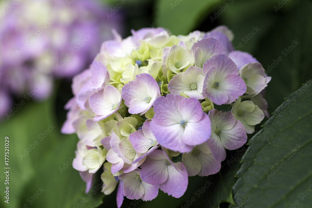 紫陽花
紫陽花