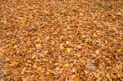 Obraz na płótnie Abstract autumn background of fallen leaf w salonie
