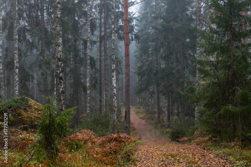 Late fall in Finland. Dark cold foggy morning in forest