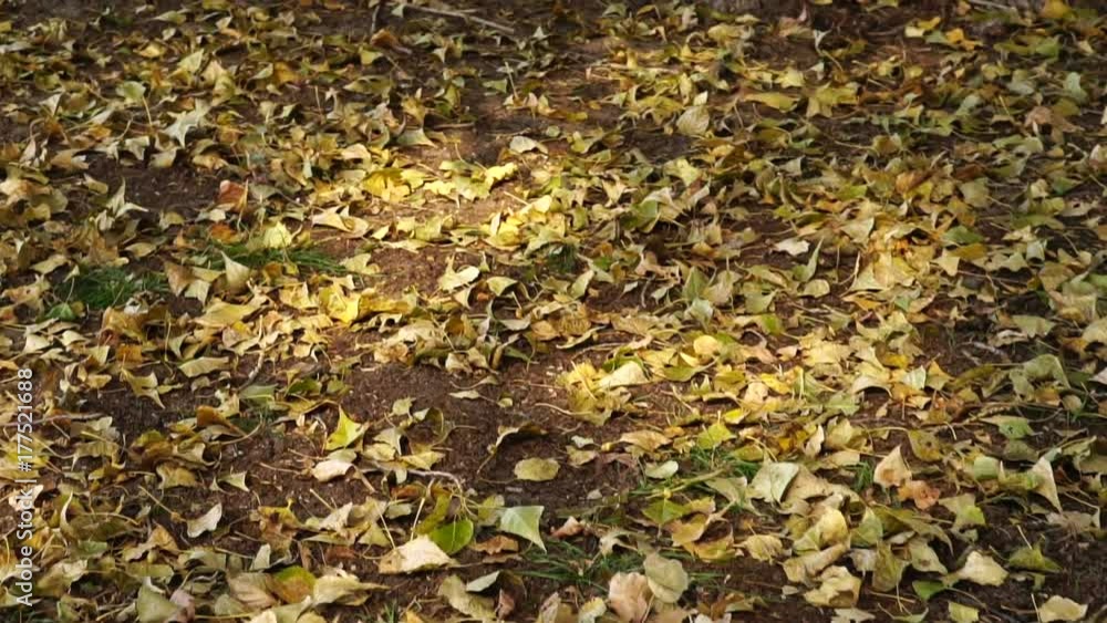 movement of the camera along a forest glade with fallen autumn leaves. Slow motion movement of the camera along a forest glade with fallen autumn leaves. Slow motion