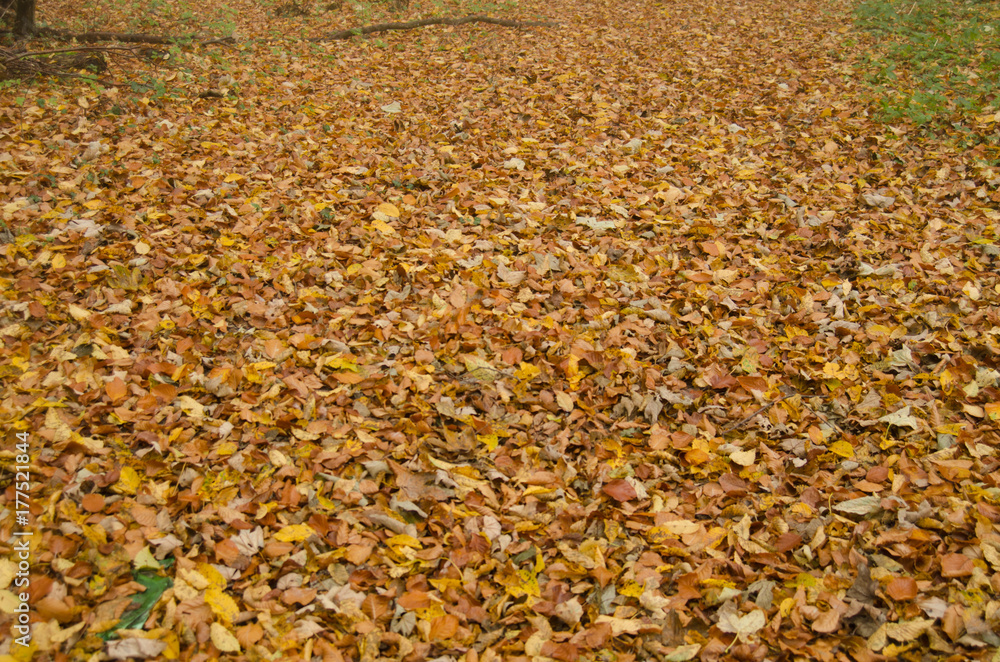 Abstract autumn background of fallen leaf Abstract autumn background of fallen leaf