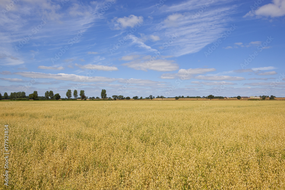 Obraz premium yorkshire oat field