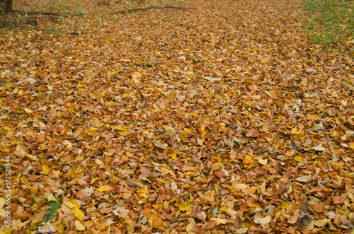 Obraz na płótnie Abstract autumn background of fallen leaf w salonie