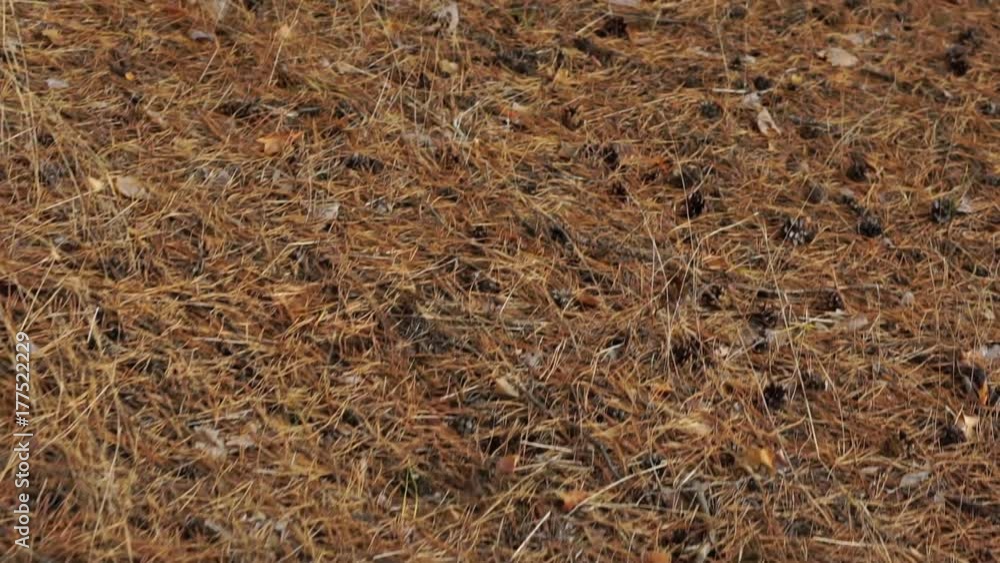 carpet of fallen soft needles. camera movement in a pine forest carpet of fallen soft needles. camera movement in a pine forest