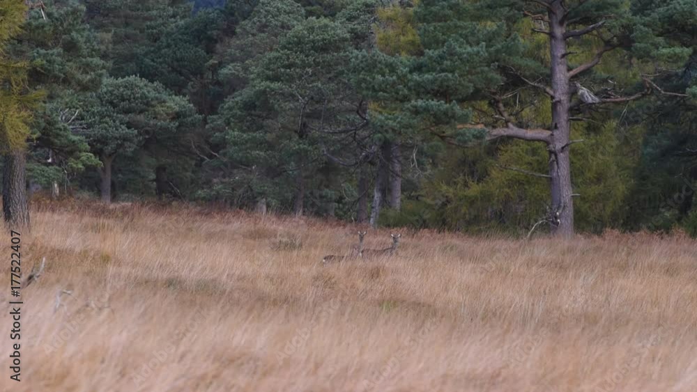 Deer in Wicklow Mountains - Ireland Deer in Wicklow Mountains - Ireland