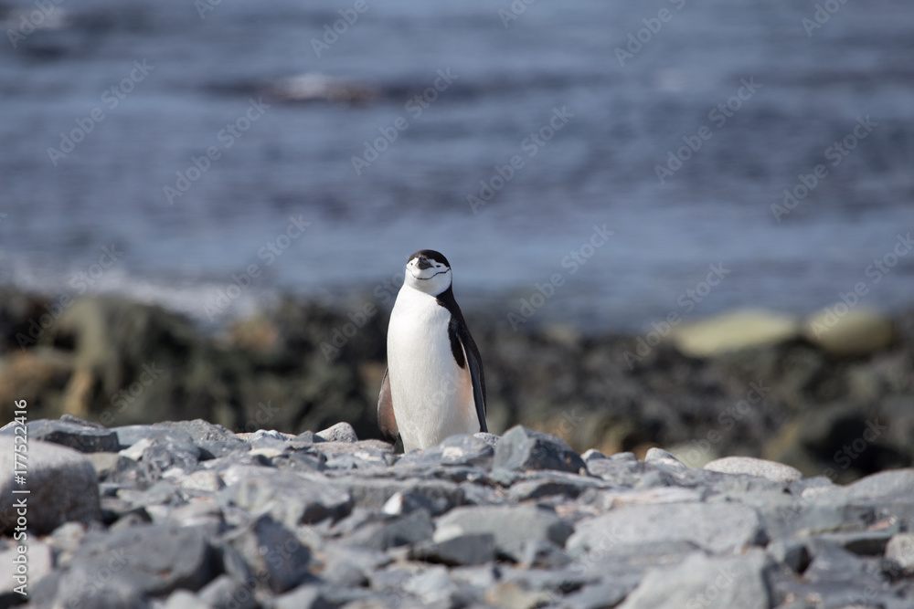 Obraz premium A chinstrap penguin