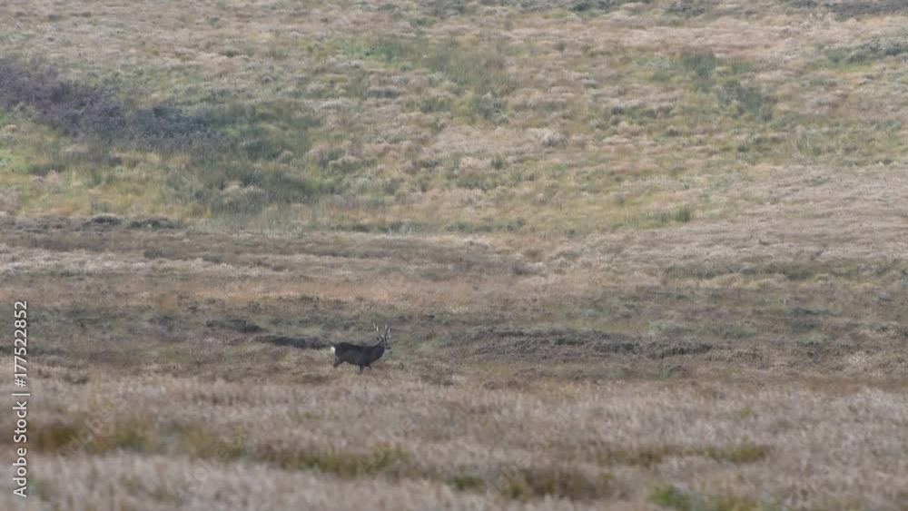 Deer in Wicklow Mountains - Ireland Deer in Wicklow Mountains - Ireland