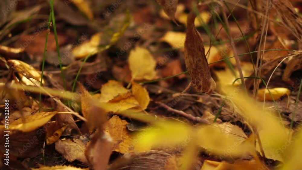Fallen autumn leaves in an oak forest. Shared shooting. camera movement Fallen autumn leaves in an oak forest. Shared shooting. camera movement