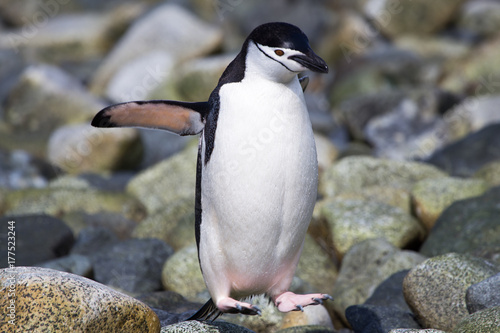 Fotografie A chinstrap penguin in the South Shetland Islands.