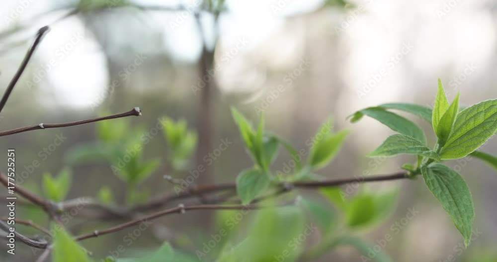 Slow motion pan of fresh jasmine leaves in spring Slow motion pan of fresh jasmine leaves in spring
