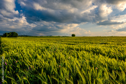 Green wheat field in warm sunshine under dramatic sky  fresh vibrant colors