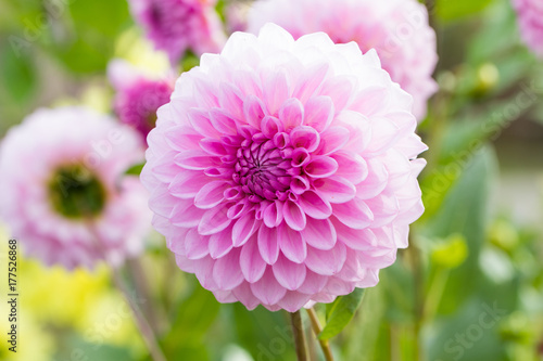 Beautiful pink flower blooming  in  spring day  by Macro lens .