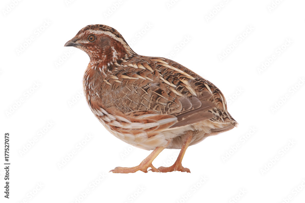 wild quail