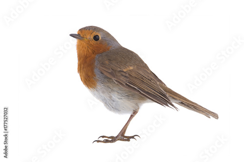 European robin (Erithacus rubecula) © fotomaster