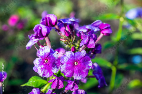 Blooming phlox "Dragon" in the garden. Shallow depth of field.