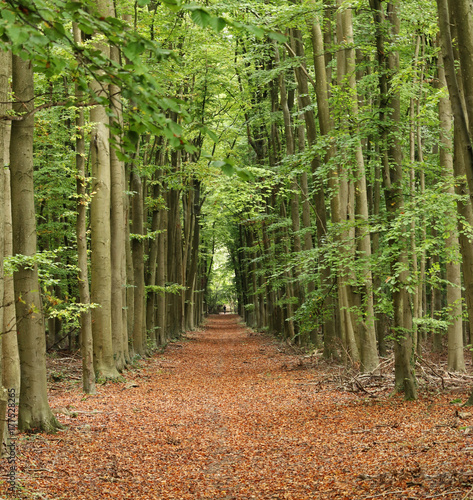 Late Autumn in an English Wood