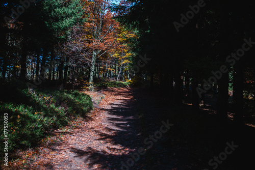 pathway in the autumn forest, colorful trees