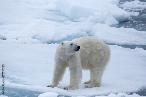 A polar bear looks back while walking the melting sea ice