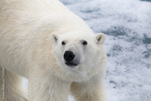 A polar bear looks up while walking the melting sea ice