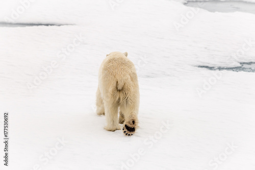 Polar bear on ice, showing back paw photo