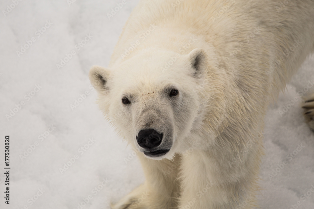 Polar bear, curious look Stock Photo | Adobe Stock