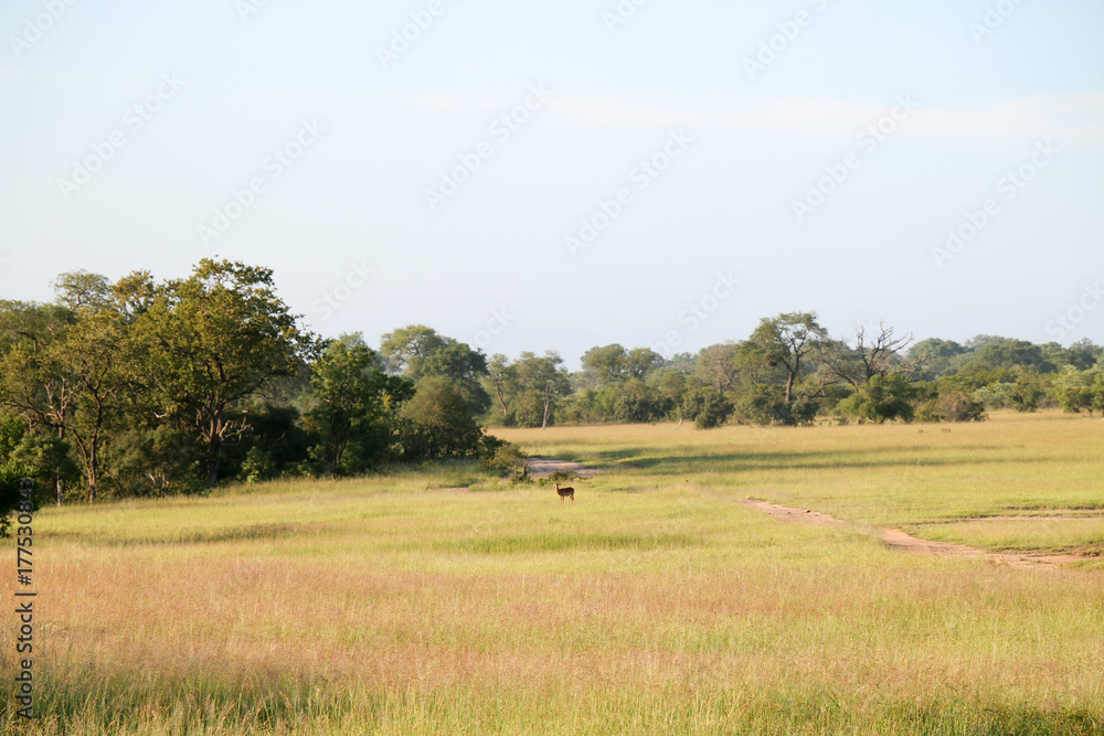 Kruger National prk landscape