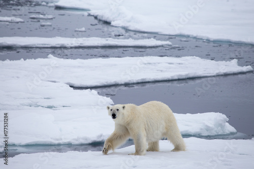 A polar bear on ice. photo