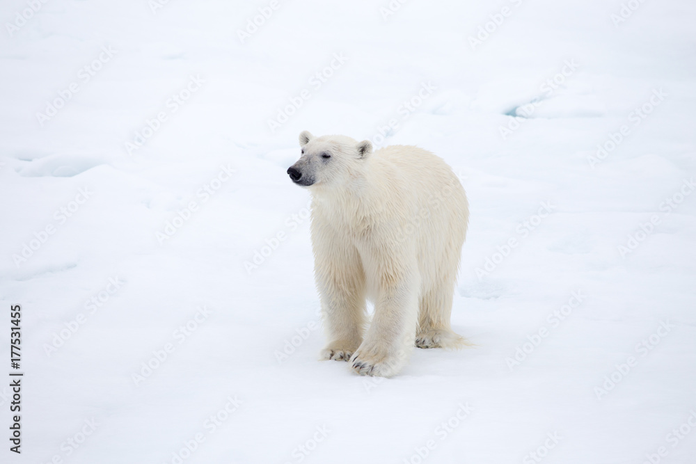 Fototapeta premium A Polar bear on ice.