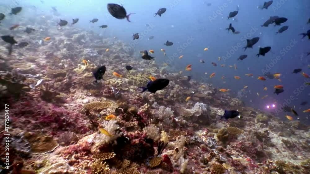 Most school of many fish underwater on background of seabed in Maldives.Unique video footage. Abyssal relax diving. Natural aquarium of sea and ocean. Beautiful animals. Most school of many fish underwater on background of seabed in Maldives.Unique video footage. Abyssal relax diving. Natural aquarium of sea and ocean. Beautiful animals.
