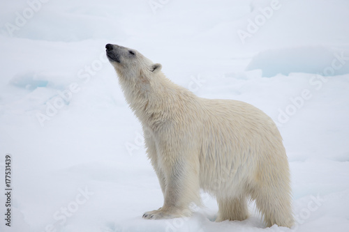 Side view of a polar bear. Neck stretched out. photo