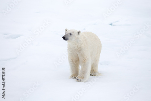 A Polar bear on ice.