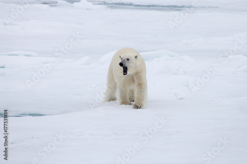 A polar bear on ice with mouth open.