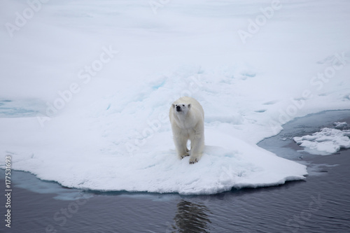 A Polar bear on an iceflow.