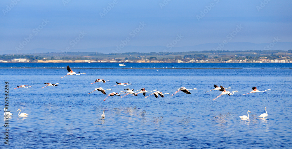 Fototapeta premium flamants roses de l'étang de thau en vol 