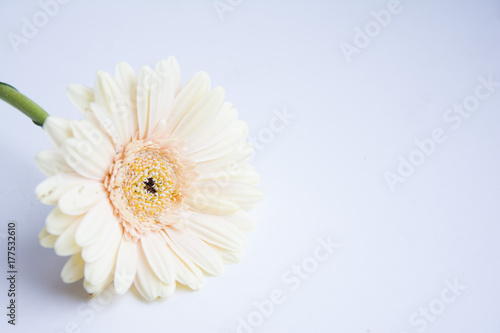 flower Gerber on the white background