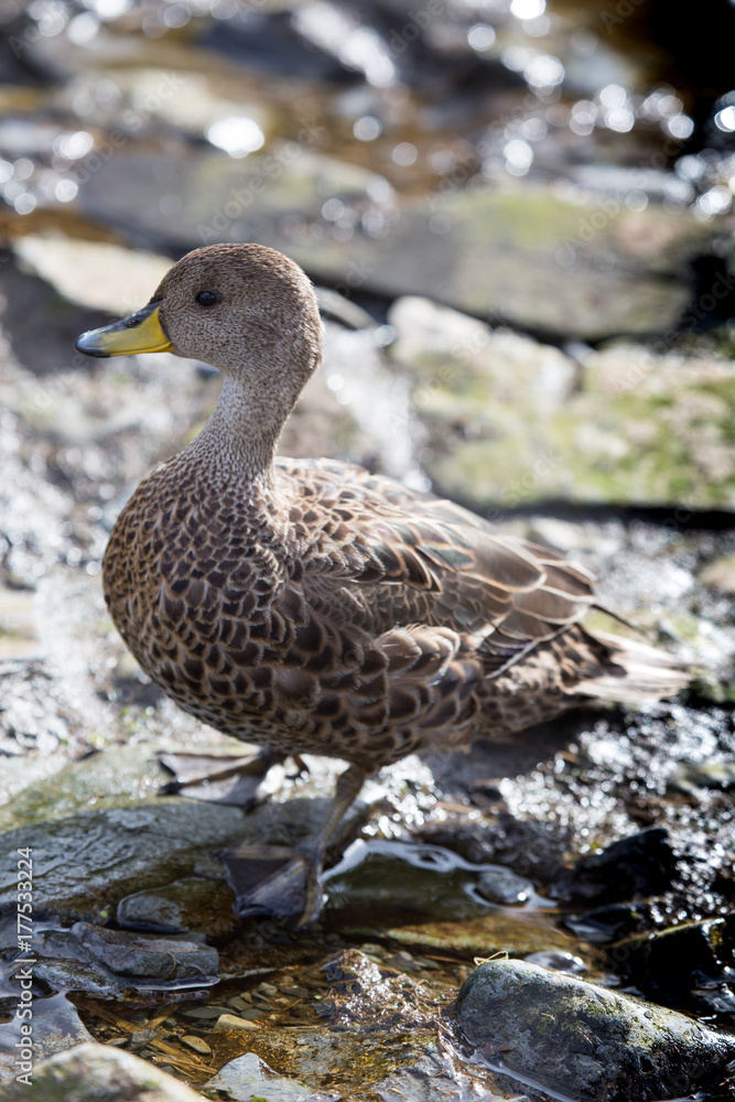 A South Georgia Pintale duck at Prion Island, South Georgia. A South Georgia Pintale duck at Prion Island, South Georgia.