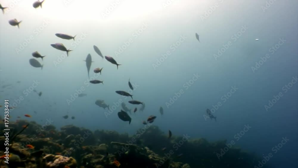 School of fish underwater on background of sun reflection n Maldives. Unique unusual video footage. Abyssal relax diving. Natural aquarium of sea and ocean. Beautiful animals. School of fish underwater on background of sun reflection n Maldives. Unique unusual video footage. Abyssal relax diving. Natural aquarium of sea and ocean. Beautiful animals.