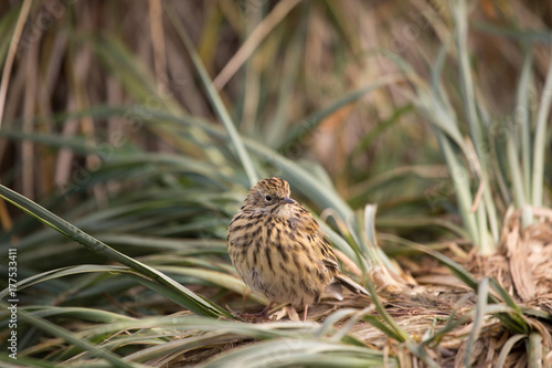 Quadro em tela A South Georgia pipit on Prion Island, South Georgia.