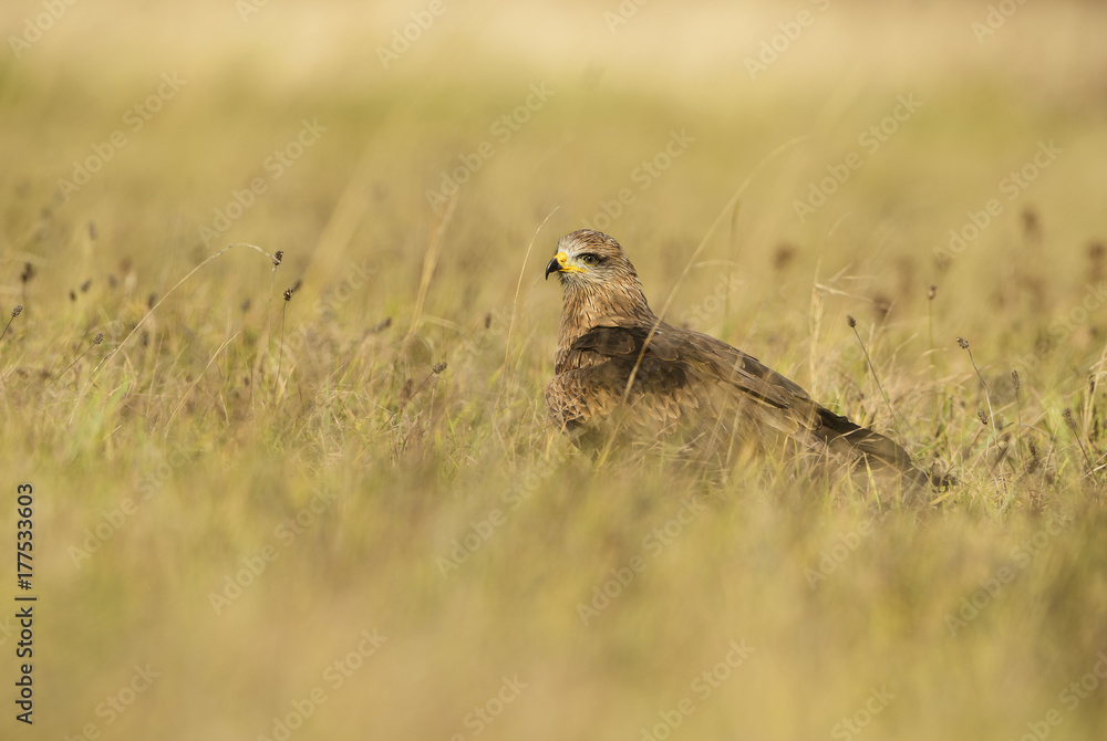 Black Kite - Milvus migrans