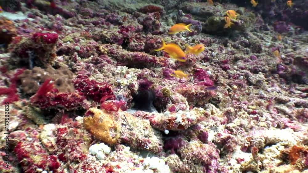 School of fish underwater natural aquarium of sea and ocean. Unique unusual video footage. Abyssal relax diving. Beautiful animals. School of fish underwater natural aquarium of sea and ocean. Unique unusual video footage. Abyssal relax diving. Beautiful animals.