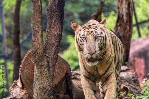 Fototapeta Naklejka Na Ścianę i Meble -  Closeup of a roaring White Tiger with a green flora background