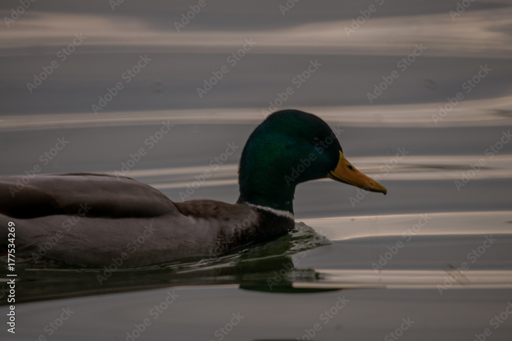 Fototapeta premium Ente auf dem Wasser