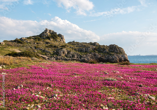 Violet flowers near "Montagna spaccata", ionian coast, Salento, Italy