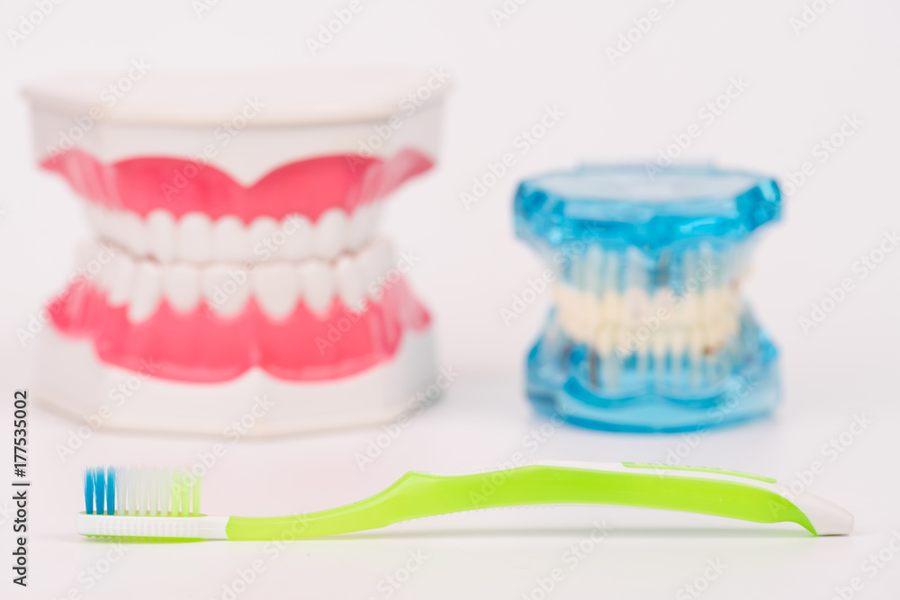 tooth model or dental model with toothbrush tooth model or dental model with toothbrush