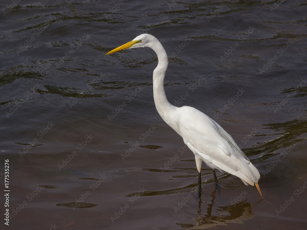 Great White Egret Great White Egret
