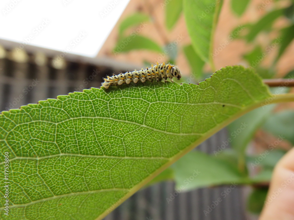 Bruco ( Papilio Machaon )