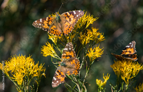Принти на полотні Painted Lady Butterflies on a Yellow Flower